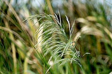 玩家分析《刺客信条：影》游戏文件发现多人游戏线索